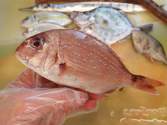 チダイ　大船渡　未利用魚