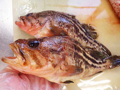 シマゾイ　羅臼　高級魚　寿司