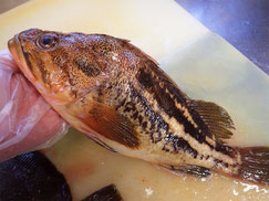 シマゾイ　羅臼　未利用魚