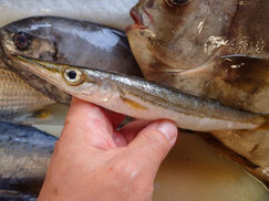 カマスの寿司　美味しいお寿司　出前