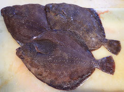 サメガレイ　高級魚　寿司