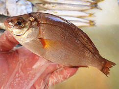 ウミタナゴ　大船渡　未利用魚