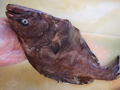 カラスガレイ　羅臼　未利用魚