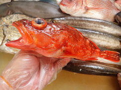 ウッカリカサゴ　五島列島の魚　未利用魚