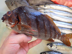 タカノハダイの寿司　美味しいお寿司　出前