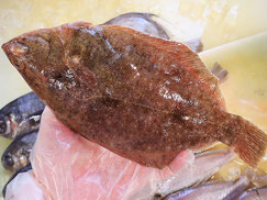 マガレイ　大船渡　未利用魚