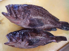 クロメバル　大船渡　未利用魚