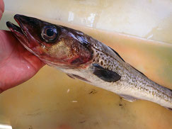 スケソウダラ　大船渡　未利用魚