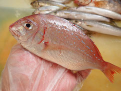 チダイ　大船渡　未利用魚