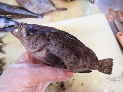 クロメバル　大船渡　未利用魚