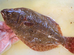 平目 伊勢湾 天然地魚