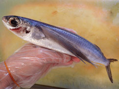 トビウオ　大船渡　未利用魚