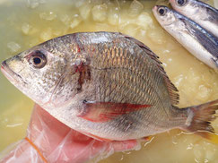 伊勢湾-寿司-出前