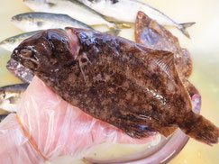 マコガレイ　高級寿司　出前