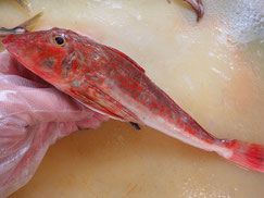 ホウボウ　大船渡　未利用魚