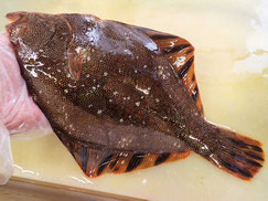 マツカワガレイ-寿司-出前