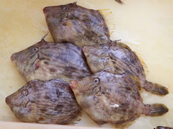 カワハギ　大船渡　未利用魚