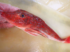 ホウボウ　大船渡　未利用魚