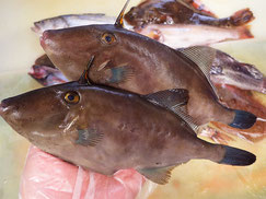 ウマヅラハギ　大船渡　未利用魚