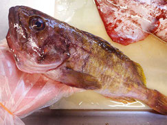 アオゾイ　羅臼　高級魚　寿司