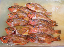 ヤナギノマイ　羅臼　未利用魚