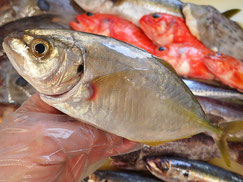 シマアジ　五島列島の魚　未利用魚