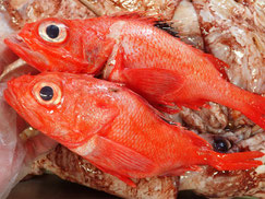 キチジ　キンキ　羅臼　未利用魚