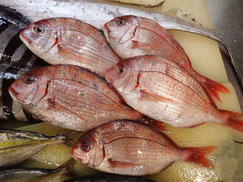 血鯛　大船渡　未利用魚