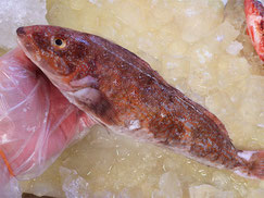 アイナメ　大船渡　未利用魚