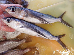 トビウオ　大船渡　未利用魚