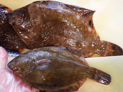 クロガシラガレイ　羅臼　未利用魚