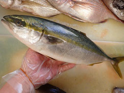 イナダ　五島列島の魚　寿司