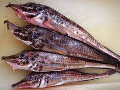 ハッカク　トクビレ　高級魚　出前