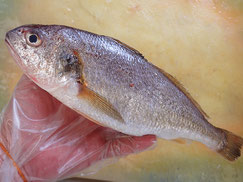 イシモチ　大船渡　未利用魚