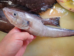 シロゲンゲの寿司　未利用魚