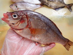 マタナゴ　大船渡　未利用魚