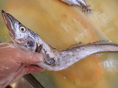 タチウオ　大船渡　未利用魚