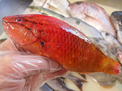 アカササノハベラ　五島列島の魚　未利用魚