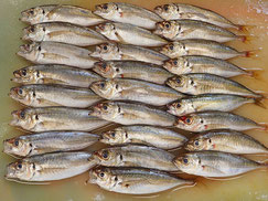 マアジ　大船渡　未利用魚