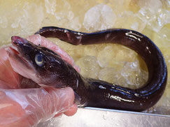 クロアナゴ　大船渡　未利用魚