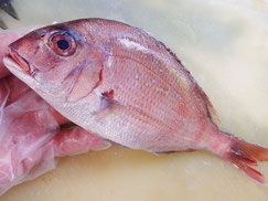 真鯛　大船渡　未利用