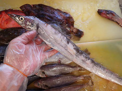 タチウオ　大船渡　未利用魚