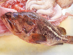 シマゾイ　羅臼　未利用魚