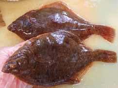 アカガレイ　羅臼　未利用魚