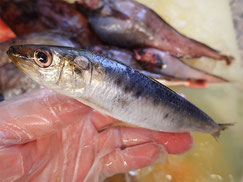 マイワシ　大船渡　未利用魚