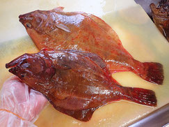 アカガレイ　羅臼　未利用魚