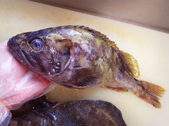 アオゾイ　羅臼　未利用魚