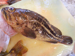 シマゾイ　高級魚　出前