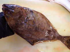 オヒョウ　羅臼　未利用魚