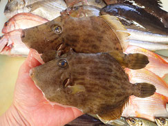 カワハギ　五島列島の魚　未利用魚